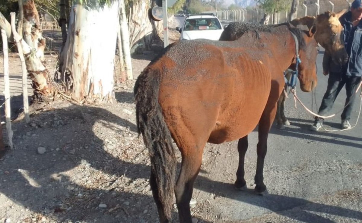 Apareció un caballo descuartizado en un descampado de Pocito