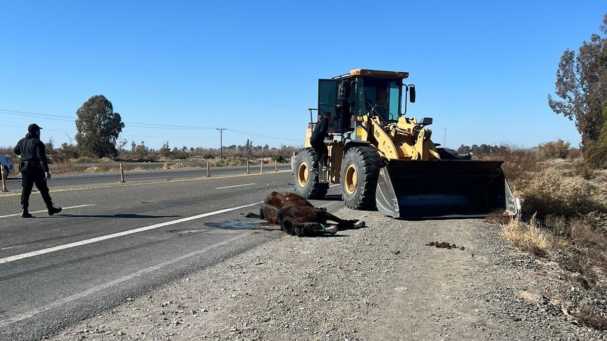 whatsapp-image-2024-07-22-at-12-37-59-jpeg.